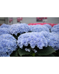 Hydrangea macrophylla Florentina